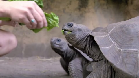Sounds of Disney's Animal Kingdom: Disney ASMR
