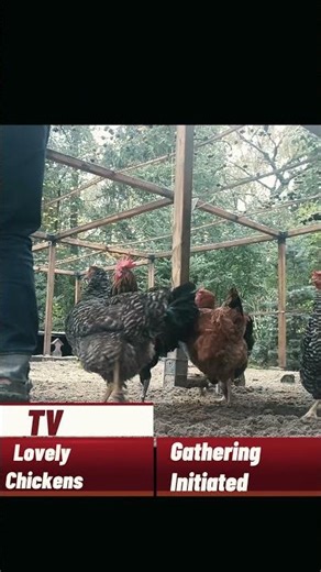 🐔🌅Morning Ritual #012 – Shift Start