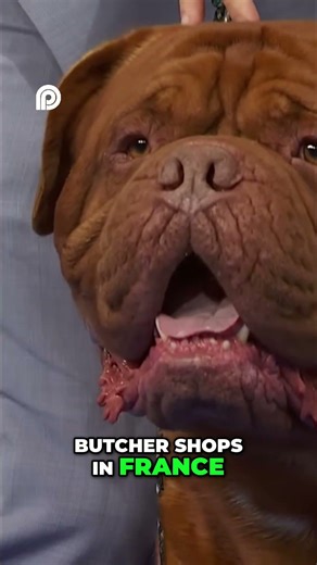 Ancient French Dog Breed From Vineyards to Bear Hunts!