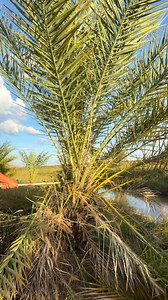 date paml tree | Siem Reap AD