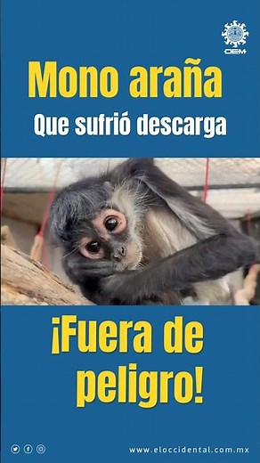 It's out of danger! 🤩🐒
