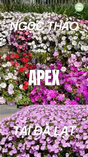 Impatiens hawkeri grown in Dalat #fvn #flowers #seeds #plants #impatiens
