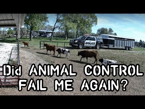 Animal Control: did they do the right thing?
