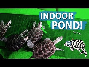 Indoor Pond Update!! New Turtle Basking Dock
