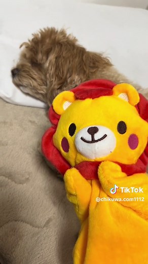 オリジナル楽曲 - ちくわ - ちくわYOUTUBERを使っているちくわYOUTUBER (@chikuwa.com1112)の動画