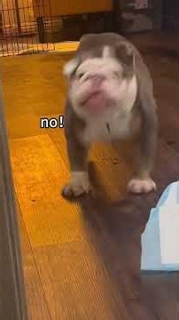 Angry Dog Compilation