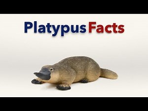 Platypus Facts
