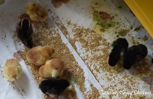 Baby chickens in the brooder - week 1.