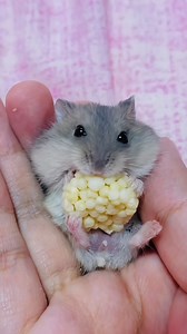 Tiny little dwarf #hamster, huge appetite - how we can all enjoy life by simply savouring the littlest things! 🐹💕 #hamsters #pets #animals | Hamstars