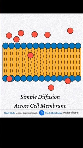Simple Diffusion Across Cell Membrane
