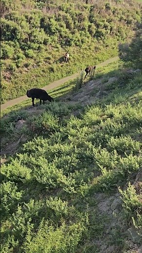 Nature's Simplicity — Goats and Sheep Living Their Best Life #peaceful #countryside #animals