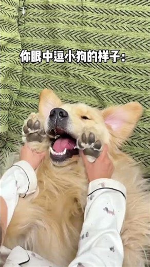 I m the Green-haired monster#Golden Retriever#dog#Cute Pet Debut Plan