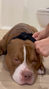 Choco’s Bath Routine 🛁 | Chocodogger