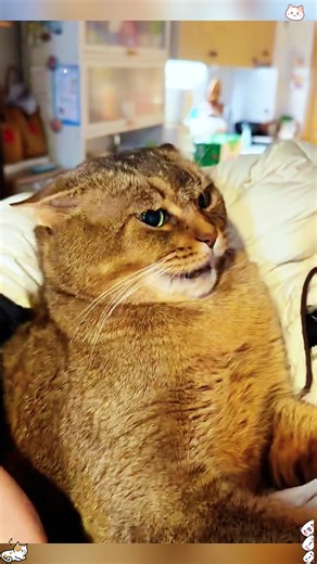 Understanding Your Cat's Expressions
