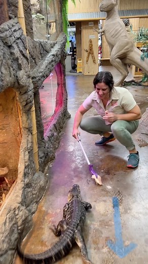 The Reptile Zoo on Instagram: "My baby alligator loves to hunt down his food! He’s such a determined little guy! 🤩🙌🏻🦎 • • • #baby #alligator #gator #reelsinstagram #mylife #reptilelover #amazing #video #animals #animallovers #reptile #style #wow #shorts #cute #video #love #feeding #fun"