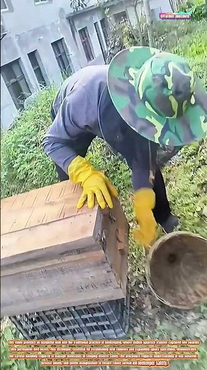 The Art of Transferring Bee Swarms into Hive Boxes