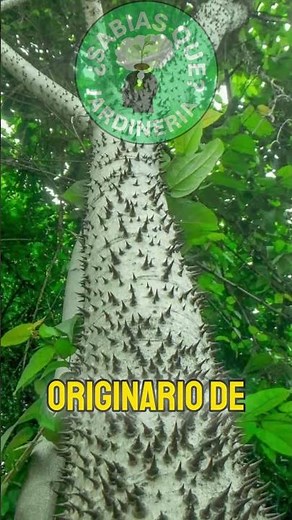 Hura crepitans: El Árbol Que Explota Sus Semillas