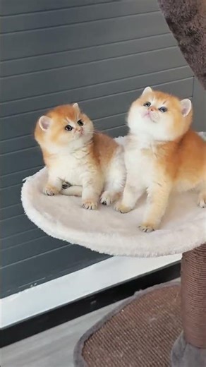 Golden Shaded Bear, Two Younger Brothers, #GoldenShadedBear #GoldenShadedBear