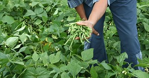 Quelles astuces pour cultiver de beaux haricots verts ?