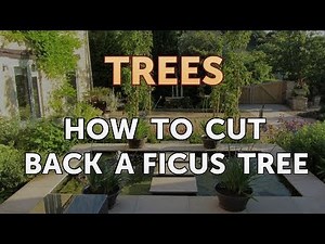 How to Cut Back a Ficus Tree