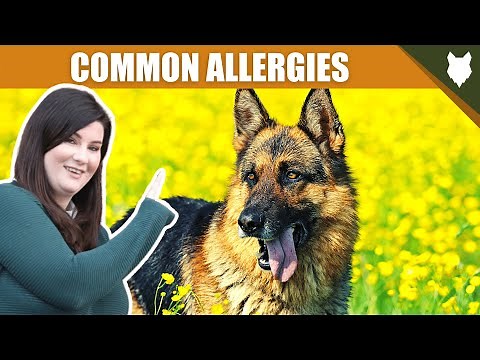 COMMON ALLERGIES FOR GERMAN SHEPHERD
