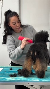 23K views · 204 reactions | A lovely transFURmation from @hackneybarkers and her new Wahl tools on this poodle cut. Grab your KM Cordless and Arco today! | Wahl Animal USA | Facebook