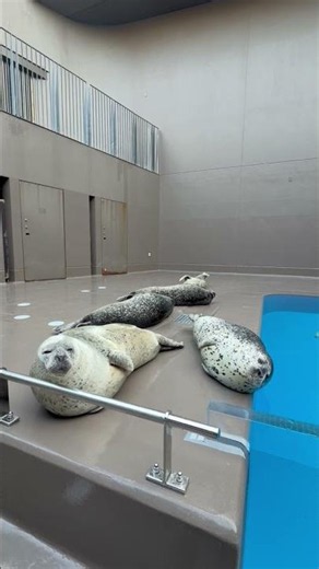 加茂ゴマフアザラシ #ゴマフアザラシ #shorts # 加茂水族館