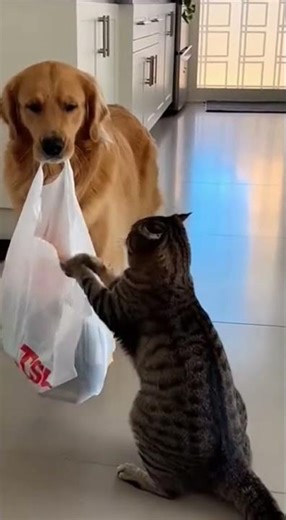 The Surprising Sounds of Plastic Bags: What You Didn't Know