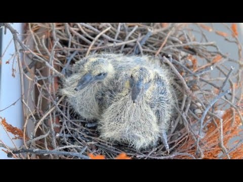 2 Baby Squabs Growing in Hidden Nest 😱 | Rare Close-Up Bird Moment