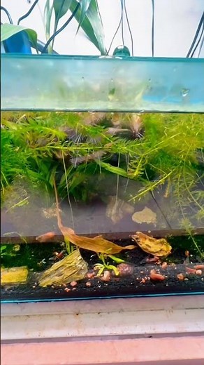 The Fascinating Aquarium Ecosystem #aquariumkeeping #aquarium #aquarium