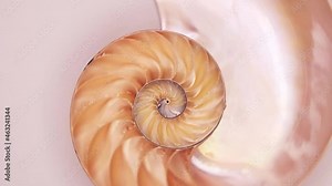 video of the Nautilus Shell in slow rotation, split in half around its axis
