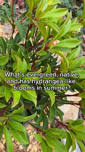 🤣🤣 I’m feeling spicy today… but jokes aside. I’ve had my eye on mountain laurels for a looong time and recently added some to the garden. These beautiful shrubs came from @greenpromisefarms and are planted in a sloped shady spot — with some other things thrown into the planting hole, for good measure. I got some advice from my favorite plant nerd friends (more on that soon!!!) about Mountain Laurel and share all about it in this week’s tube of you video. Check it out to learn more — link in st