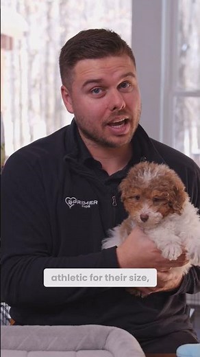 Why Mini Poodles Are the Smartest Small Dogs | Mini Poodle Puppies for Sale in Ohio