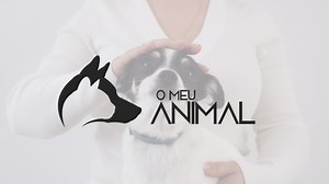 Bigodes do gato: tudo o que precisa de saber – O Meu Animal
