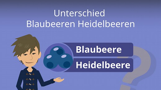 Unterschied Blaubeeren Heidelbeeren • einfach erklärt