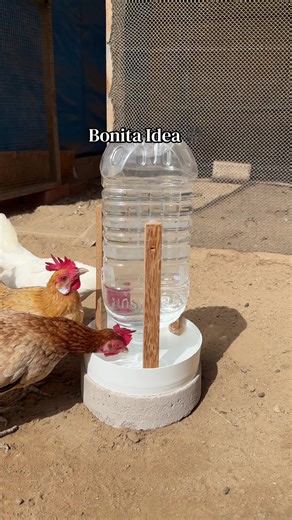 Bebedero Automático para criar a tus gallinas 🐔 hecho solo con materiales reciclados♻️ y de esta manera no les faltará agua en todo el día.