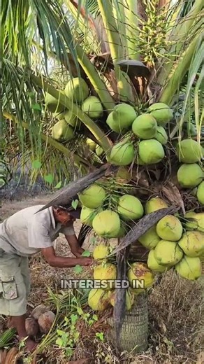 This Dwarf Coconut Tree Is Short But Produces Tons of Fruit!