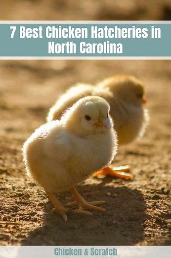 6 Best Chicken Hatcheries in North Carolina