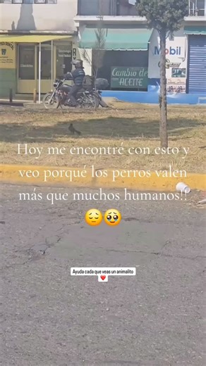 Un Momento de tú Vida on Instagram: "Y todavía hay gente que dice que no valen la pena 😤, valen mucho más que algunas personas. #patitas #lomitos #adopta #adoptanocompres❤️ #unmomentodetuvida @fernandocastromxn"