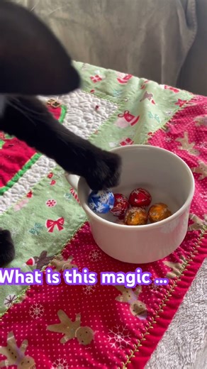Cat and chocolate balls