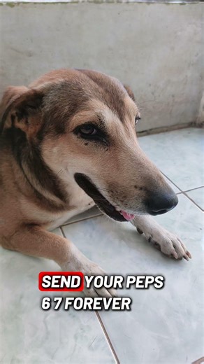 Sigeon pex ball Lyrics #sigeonpex #tiktok #shorts #lyrics