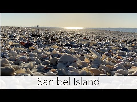 Sanibel Island beach walk. Seashells as far as the eye can see!