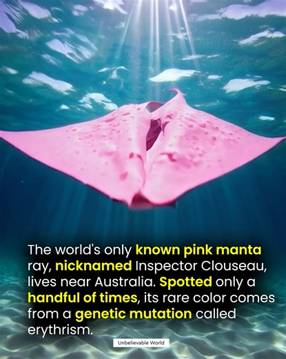 The World’s Only Pink Manta Ray 🌸✨ Off the coast of Australia glides one of the ocean’s rarest wonders — a bright pink manta ray affectionately nicknamed Inspector Clouseau, after the quirky detective from The Pink Panther. Unlike the usual dark or black mantas, this one stands out in soft shades of rose and coral. Its extraordinary color comes from a rare genetic condition called erythrism, which gives certain animals reddish or pink tones instead of their typical hues. Spotted only a handful