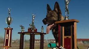 VIDEO:Flint the champion Edmonton police dog