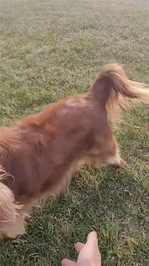 Play time mode since we weather nice in Minnesota.#dog #puppy #doglover #spaniel