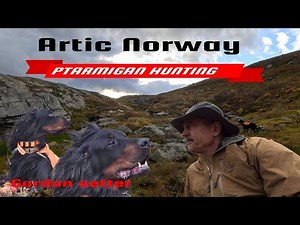 Gordon Setter Grouse Hunting in Troms – September Success 24