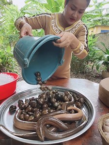 Yummy eel fish and snail cooking | NTL TV