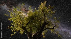 Timelapse video of a majestic tree with night sky, stars and milky way. Mythological tree of life. Tree of knowledge symbol. Cinematic metaphorical video. Universe exploration, science and philosophy.