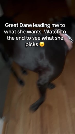 Great Dane telling me what she wants. They can be very vocal when they want something! #greatdane #treats #dogtreats #dogtricks #bigdog