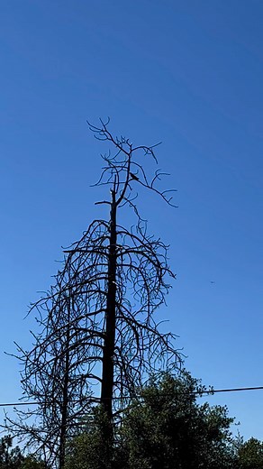 #crows problem solved | Jennifer T Villanel